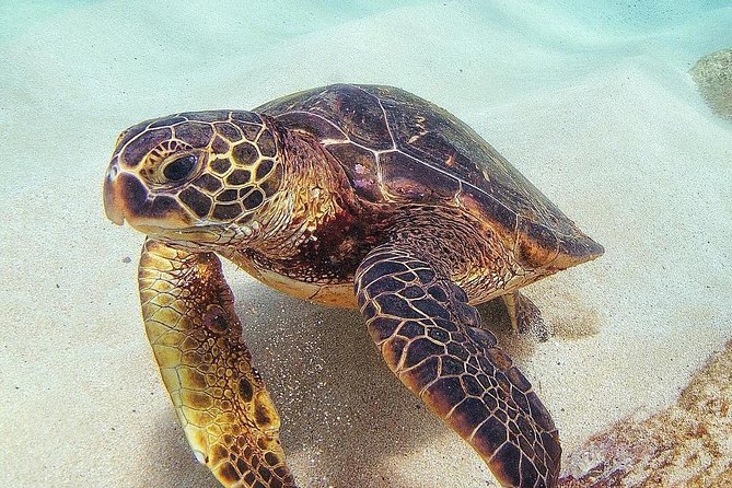 Small Group Grand Circle Island Tour Includes FREE Snorkeling With the Turtles - Itinerary Highlights
