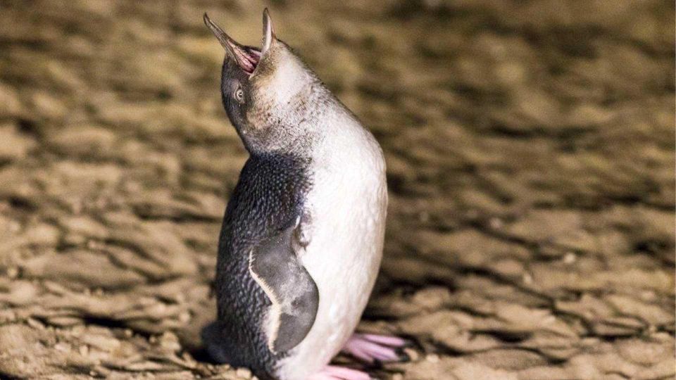 Small Group Philip Island Express Penguin & Wallaby Spoting - Background