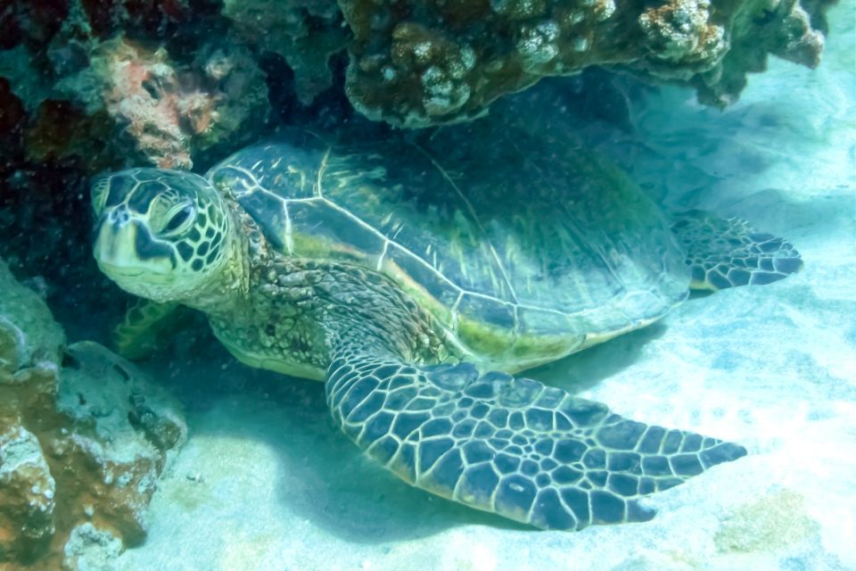 South Maui: Eco Friendly Molokini and Turtle Town Tour - Molokini Crater Snorkeling