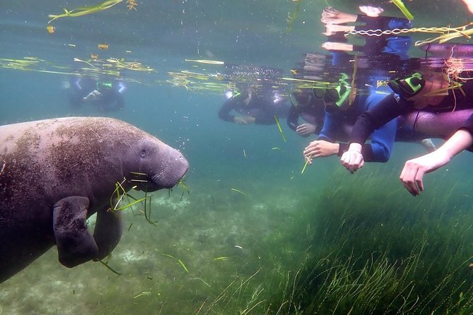 The OG Manatee Snorkel Tour With In-Water Guide/PhotOGrapher - Recap