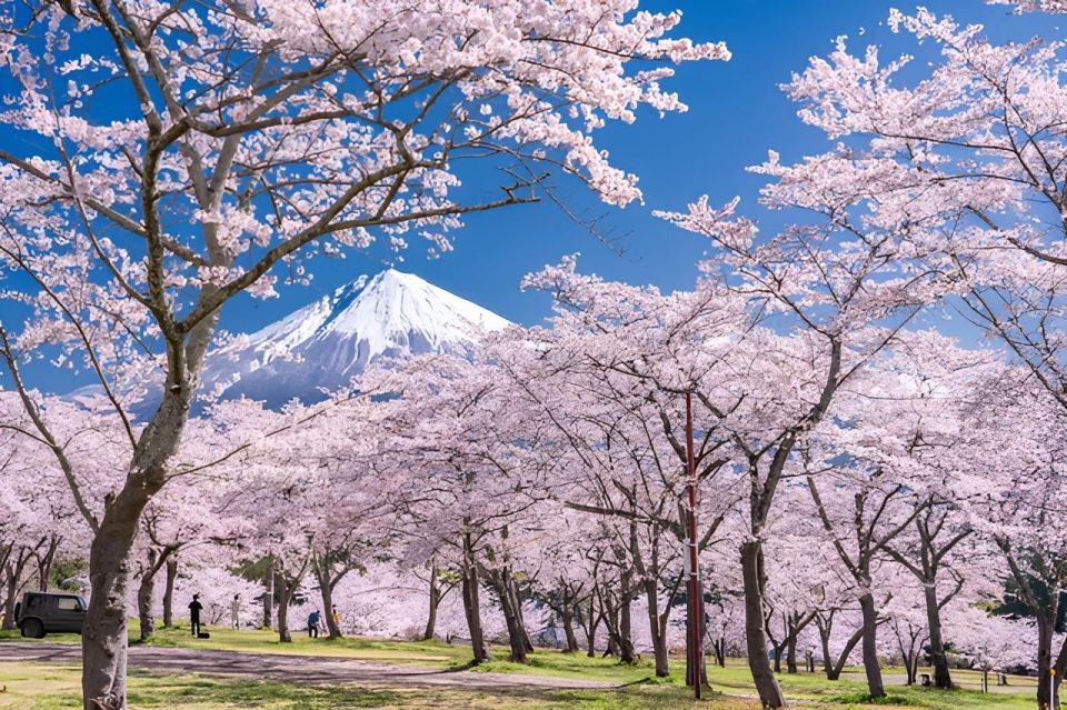 Tokyo: Mt. Fuji Festival, Ropeway, & Fruit Picking Day Trip - Seasonal Festivals