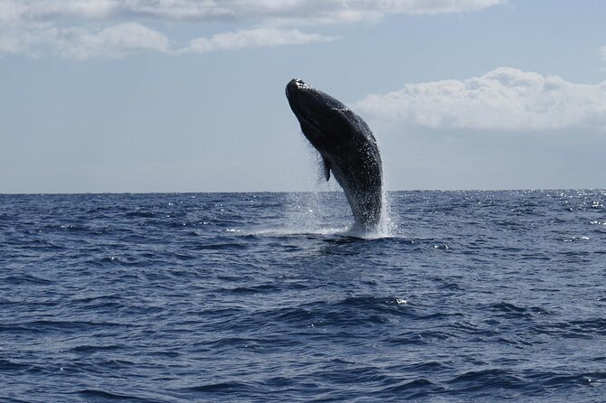Whale and Dolphin Watching Tour From Funchal - Tour Availability and Limitations
