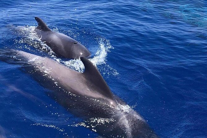 Whale and Dolphin Watching Yacht Trip in Puerto Colon - Service Details