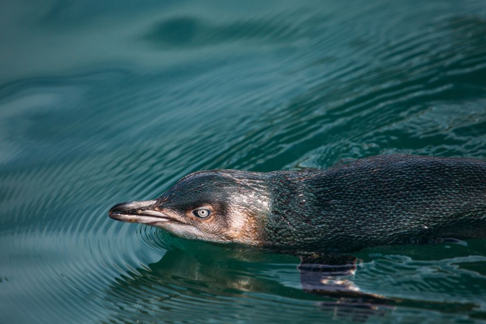 Akaroa: Pohatu Little Penguins 3-Hour Evening Experience - Meeting Point and What to Bring