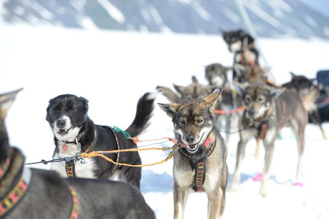 Alaska Helicopter and Glacier Dogsled Tour - ANCHORAGE AREA - Directions