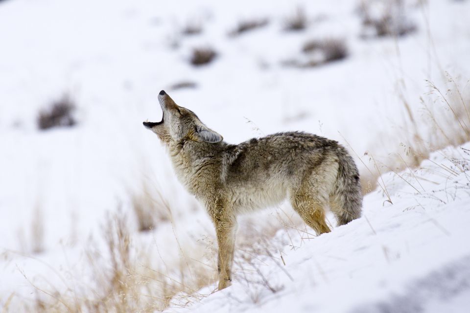 Bozeman: Yellowstone Wolves and Winter 4Day/3Night Adventure - Transportation and Pickup