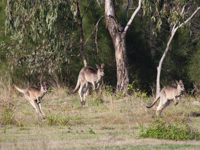 Brisbane: Kangaroos, Birds and Mangroves Coastal Tour - Recap