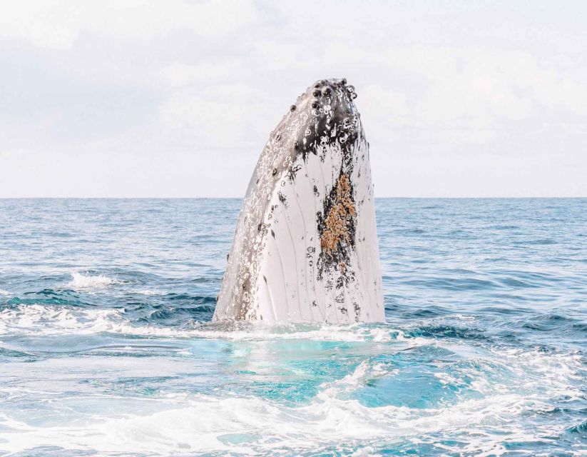 Byron Bay: Whale Watching Cruise With a Marine Biologist - Important Items to Bring