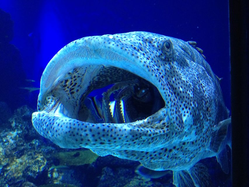 Cairns: Guided Twilight Tour of the Aquarium - Frequently Asked Questions