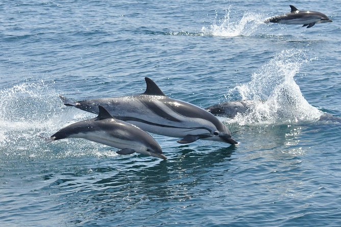 Dolphin Watching Excursion in Gibraltar - Real Experiences and Recommendations