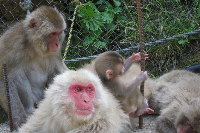 Explore Jigokudani Snow Monkey Park With a Knowledgeable Local Guide - Kaede No Yu