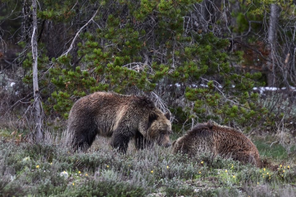 From Jackson: Half-Day Grand Teton National Park Tour - Frequently Asked Questions