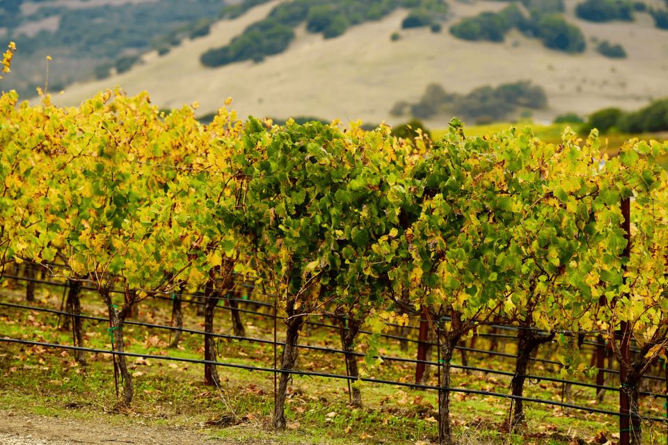 From San Francisco: Napa & Sonoma Wine Country Private Tour - Frequently Asked Questions