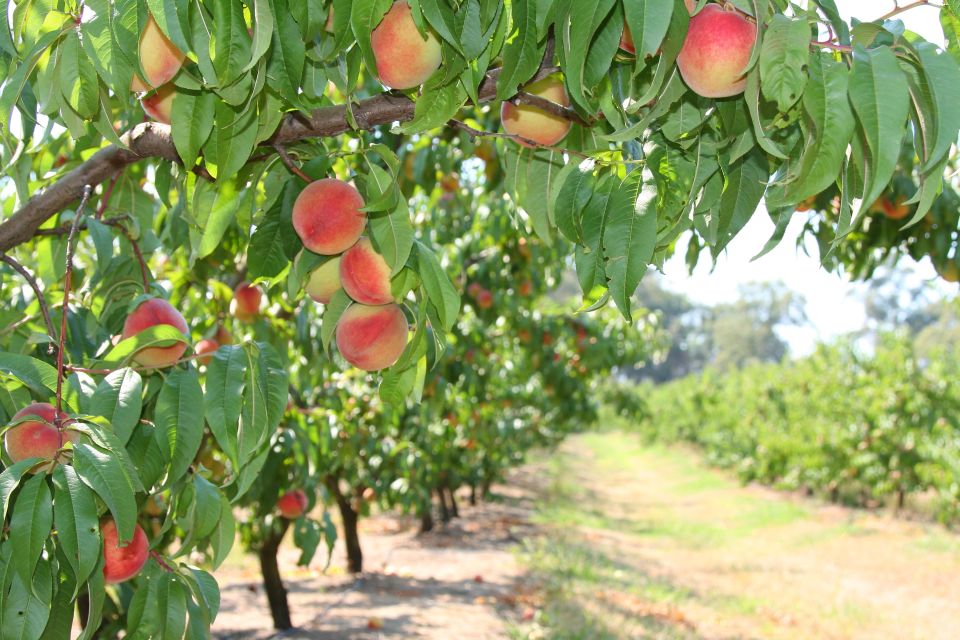 Fruit Picking & Nature Tour Yarra Valley & Warburton - Frequently Asked Questions