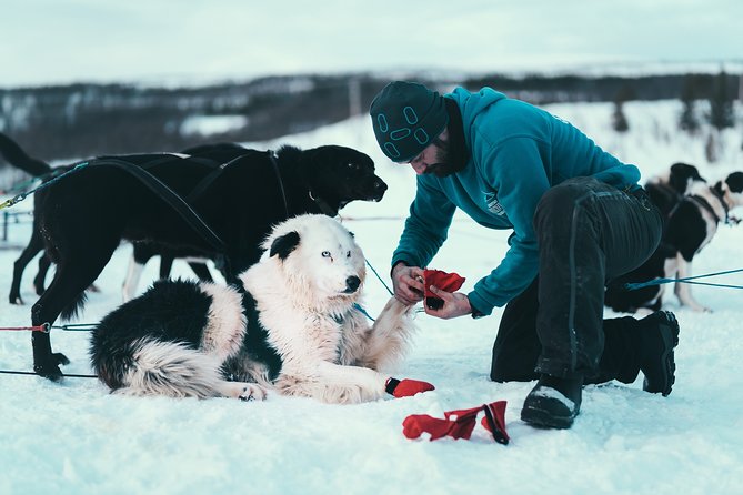 Husky Sledding Self-Drive Adventure in Tromso - Cancellation Policy and Reviews