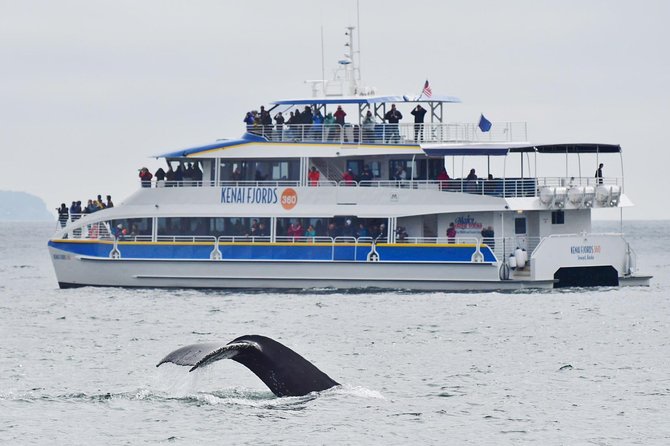 Kenai Fjords National Park Glacier & Wildlife Cruise - Tour Highlights