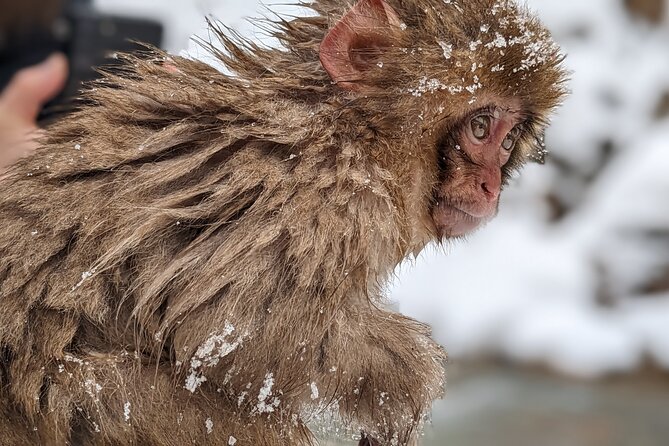 Nagano Snow Monkey 1 Day Tour With Beef Sukiyaki Lunch From Tokyo - Availability and Policies