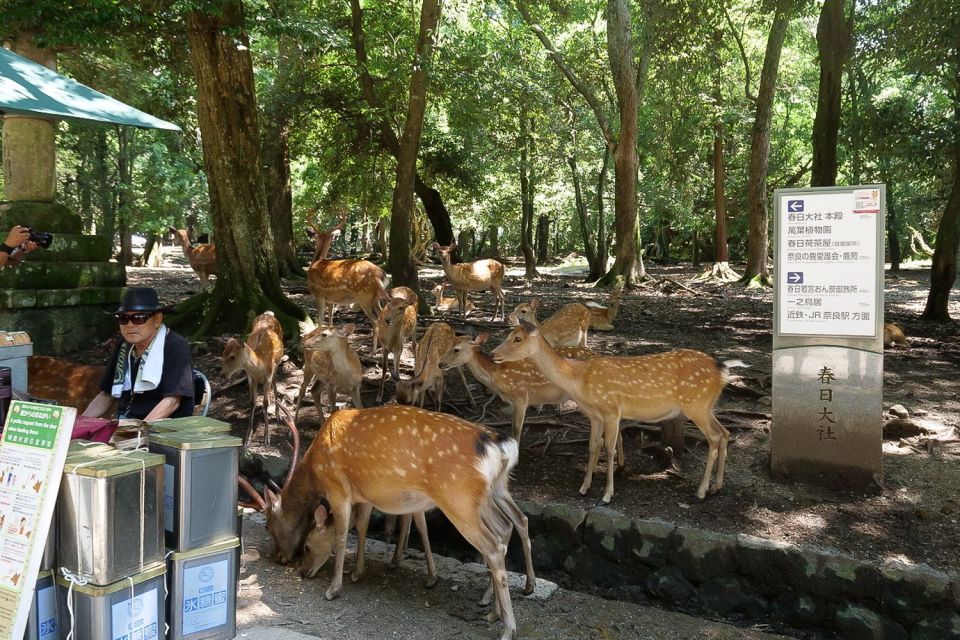 Nara: Half-Day UNESCO Heritage & Local Culture Walking Tour - Exploring Tōdai-ji Temple