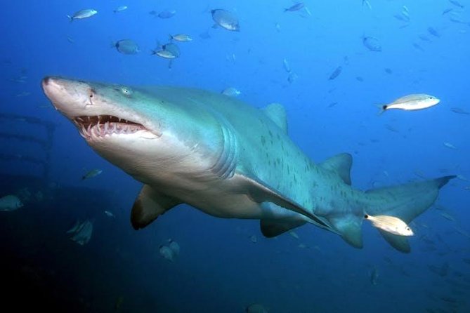 Oahu Shark Dive - Tips for a Memorable Dive