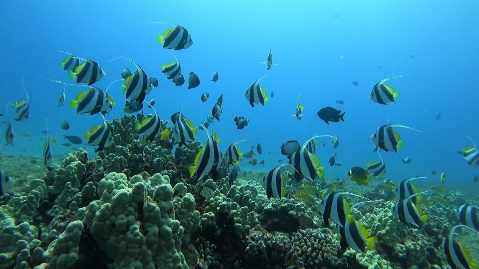 Oahu: Try Scuba Diving From Shore - What to Expect Underwater