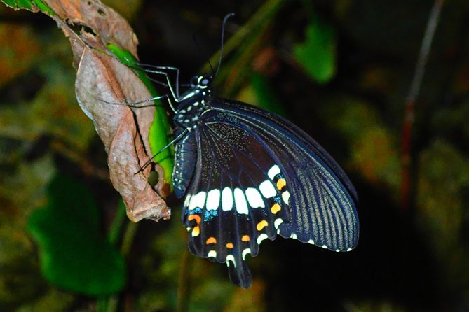 Okinawa Miyako: Natural Planetarium! Starry Sky & Subtropical Jungle Night Tour - Transportation Options