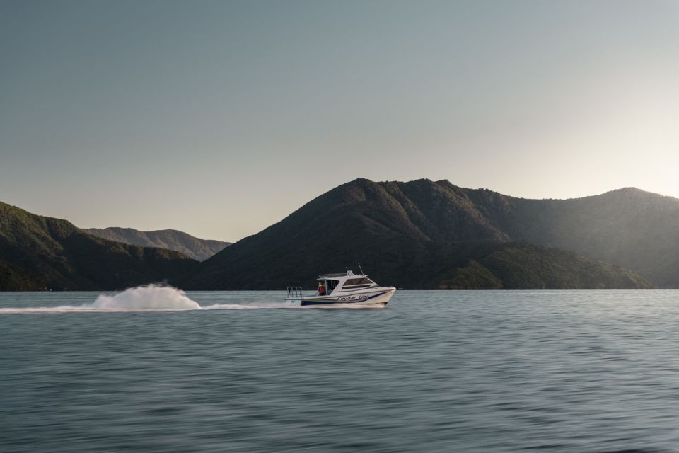 Queen Charlotte Sound Cruise With Lunch - Customer Reviews and Experiences