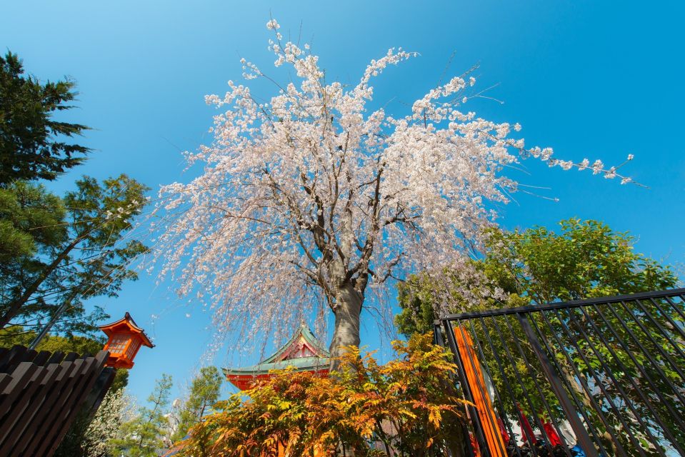 Sakura in Tokyo: Cherry Blossom Experience - Booking and Meeting Details