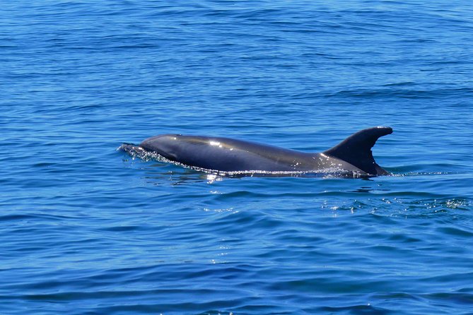 Small Group Dolphin and Wildlife Watching Tour in Faro - Cancellation Policy and Booking Information