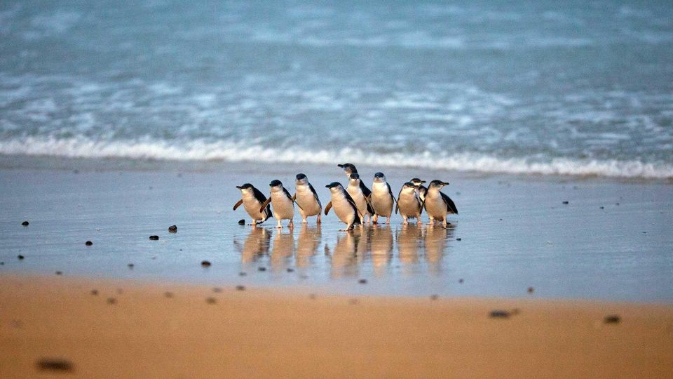 Small Group Philip Island Express Penguin & Wallaby Spoting - Frequently Asked Questions