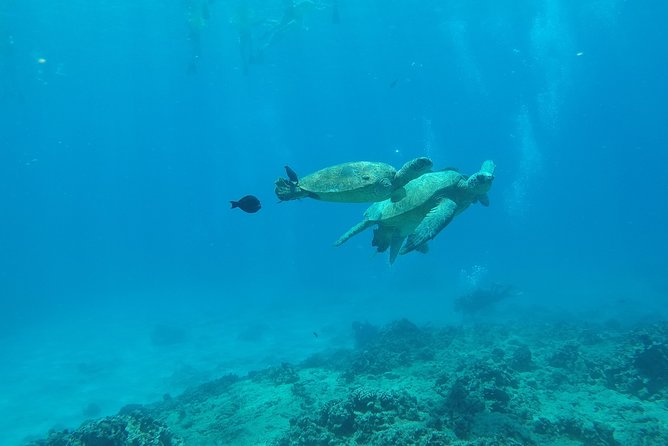 Snorkel & Swim With Turtles! Minutes From Waikiki - Recap
