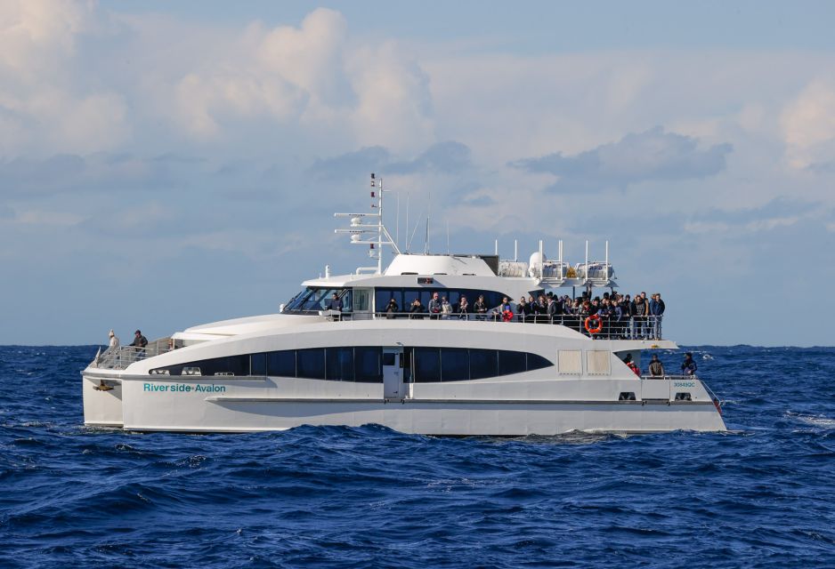 Sydney: 3-Hour Whale Watching Tour by Catamaran - Frequently Asked Questions