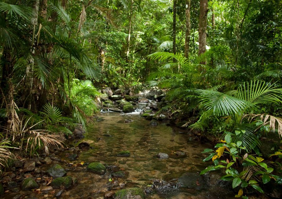 Tablelands Sights & Daintree Rainforest - Availability