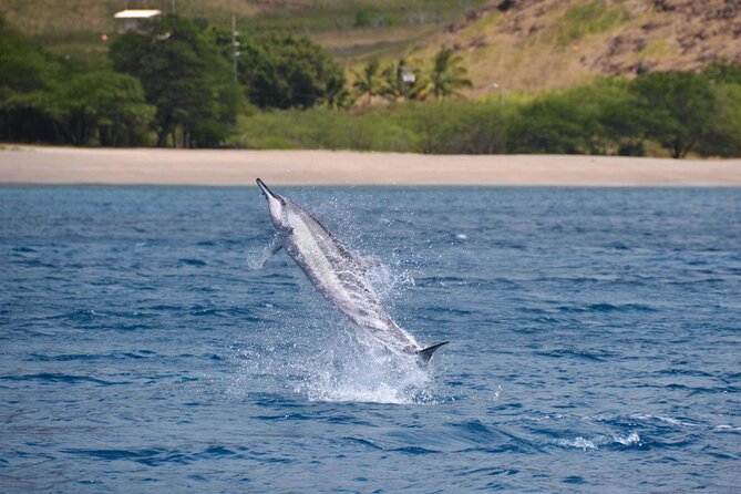 Wild Dolphin Watching and Snorkel Safari off West Coast of Oahu - Cancellation Policy and Reviews