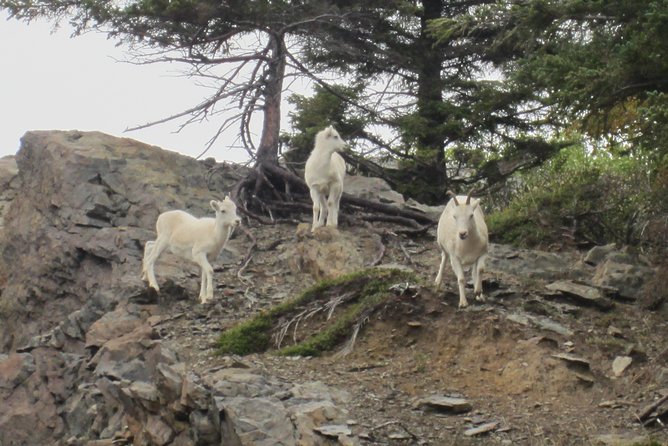 Wildlife and Glaciers With a Walk in the Rainforest - Recap