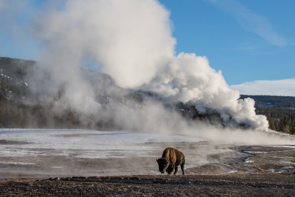 Yellowstone & Grand Tetons: 4-Day/3-Night Wildlife Adventure - Customer Reviews