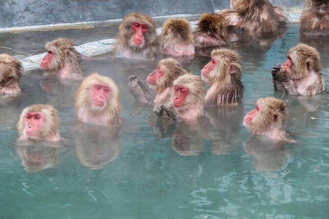 1-Day Private Snow Monkey ZenkoJi Temple & SakeTasting NaganoTour - Itinerary