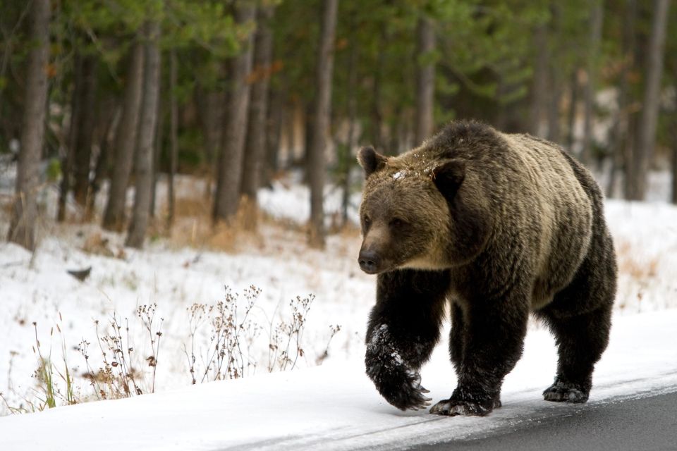 5-Day Winter Yellowstone Wildlife Tour - Pricing and Inclusions