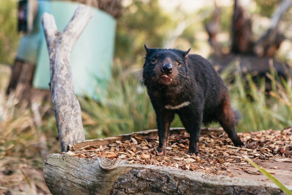 Bonorong Wildlife Sanctuary Half-Day Tour From Hobart - Frequently Asked Questions