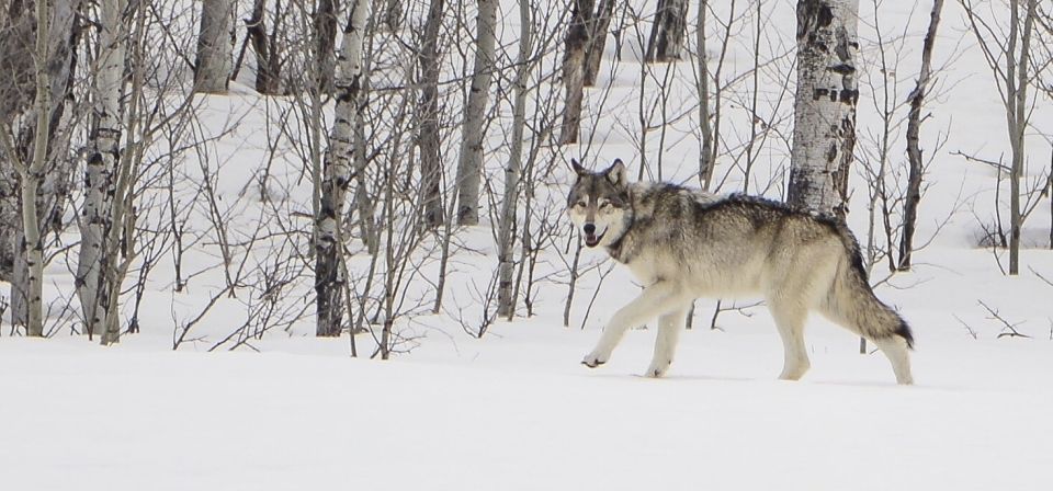 Bozeman: Yellowstone Wolves and Winter 4Day/3Night Adventure - Recommendations