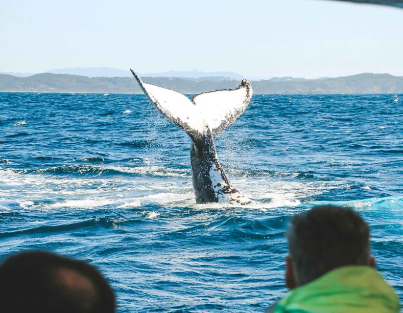 Byron Bay: Whale Watching Cruise With a Marine Biologist - Frequently Asked Questions