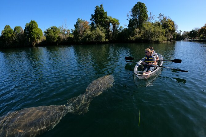 Clear Kayak Manatee Ecotour of Crystal River - Recap