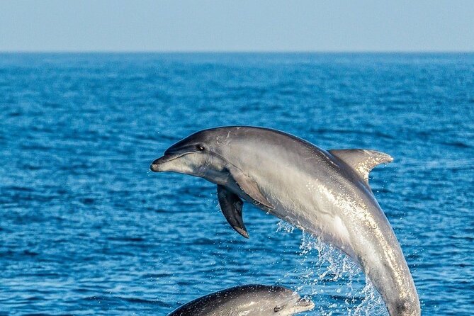 Dolphin Watching Excursion in Gibraltar - Frequently Asked Questions