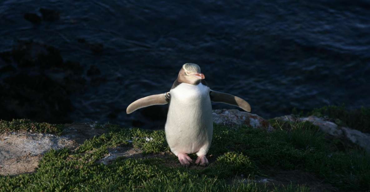Dunedin: Otago Peninsula With Guided Penguin Tour - Traveler Feedback