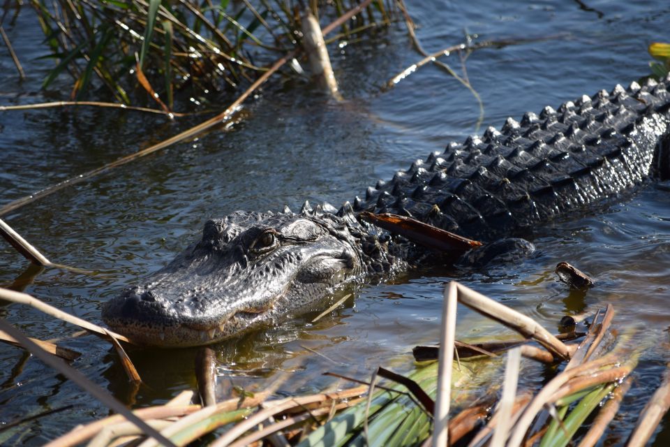 Everglades Day Safari From Fort Lauderdale - Tour Details and Activities