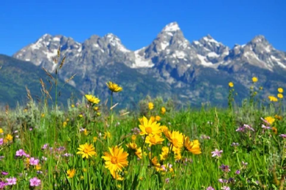From Jackson: Grand Teton Wildlife & Scenery Tour With Lunch - Scenic Locations