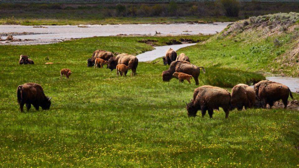 From Jackson: Half-Day Grand Teton National Park Tour - Recap