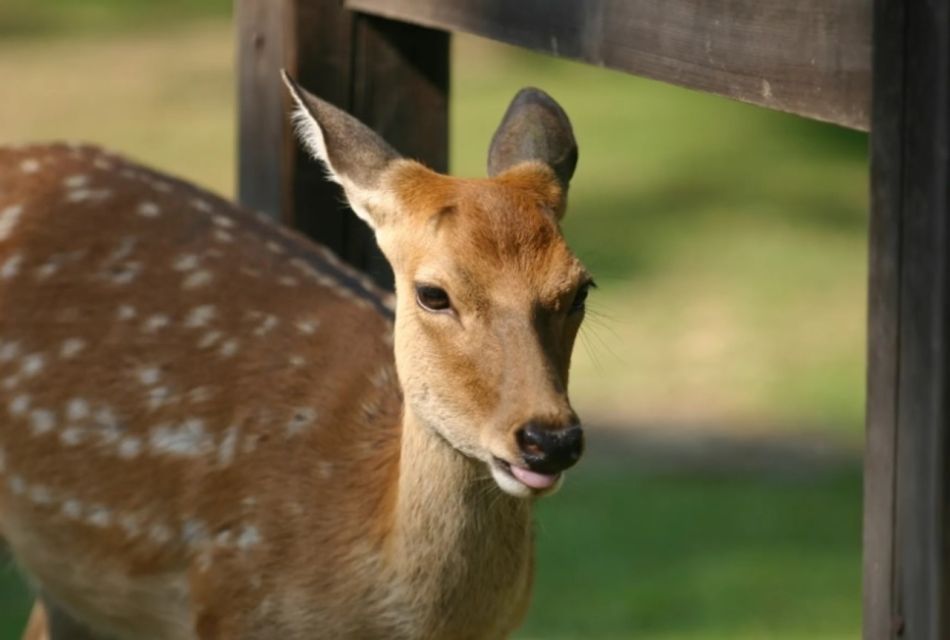 From Kyoto: Kyoto and Nara Golden Route Full-Day Bus Tour - Tour Inclusions and Important Notes