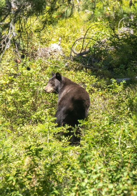 From Salt Lake City: 3-Day Yellowstone Wildlife Adventure - Recap