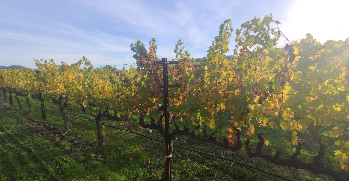 From San Francisco: Napa and Sonoma Private Wine Tour - Frequently Asked Questions
