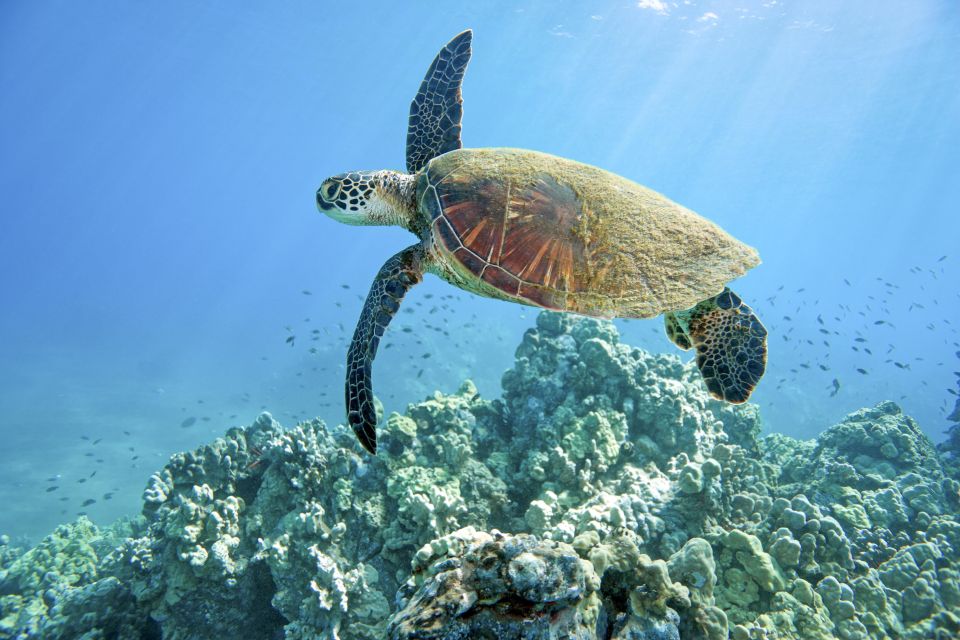 Maui: Beginner Discovery Scuba Dive Excursion From Lahaina - Small Group and Personalized Attention